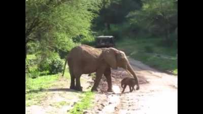 Mama elephant help tiniest baby to cross the road