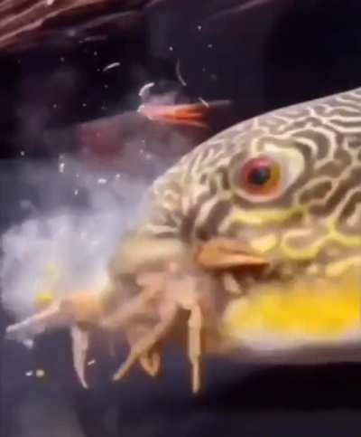 Oh no not Mr. Crabs