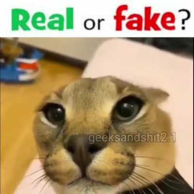 SUBHANALLAH ALLAH DİYEN KARAKULAK ILK DEFA GÖRENLER BEYENSIN 😳🙏🕋🤲