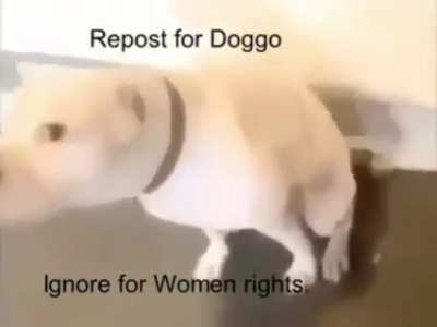 Good doggo