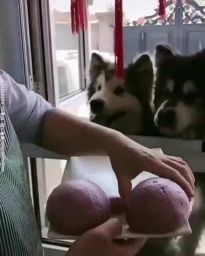 Everyone gets a treat