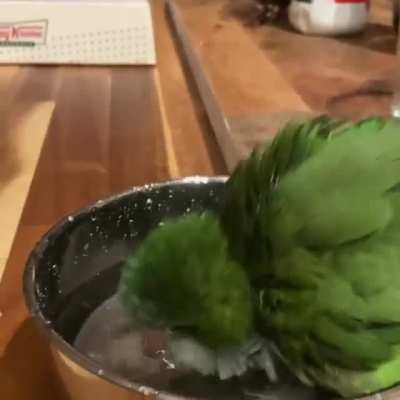 Quaker's first bath and already a pro!