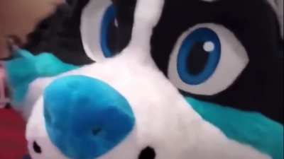 Furry_irl