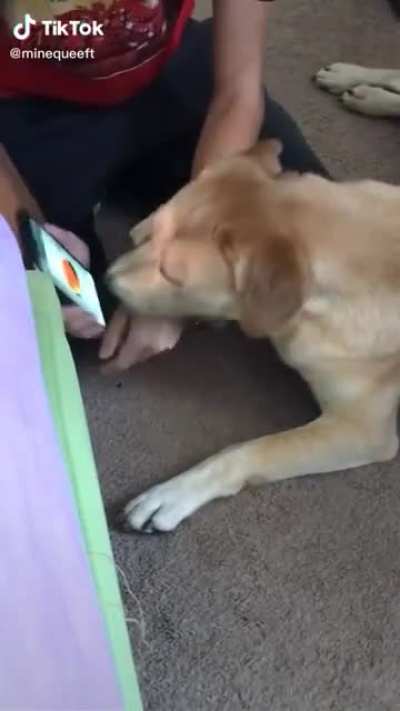 Dog learns a new trick
