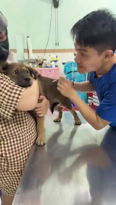 Vet calms down the dog