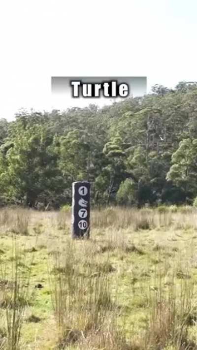 How different animals fight