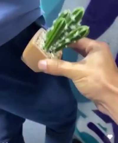 I bought you your favorite plant 🌵