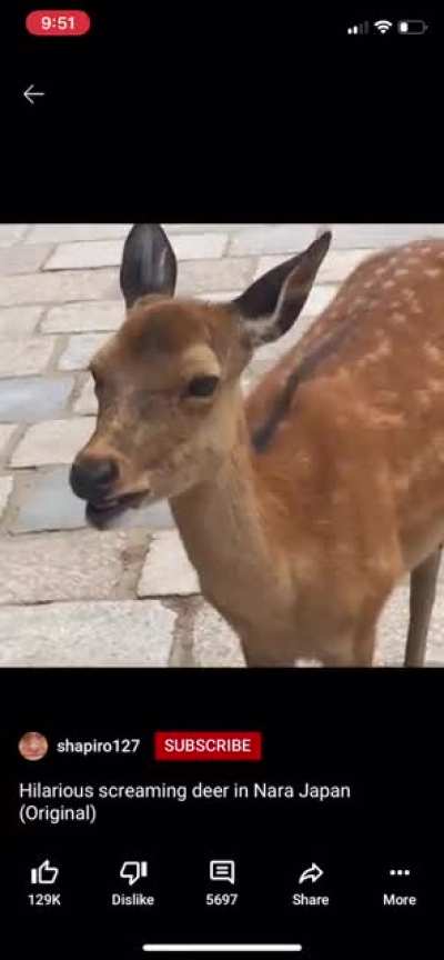 Dat Deer Doe