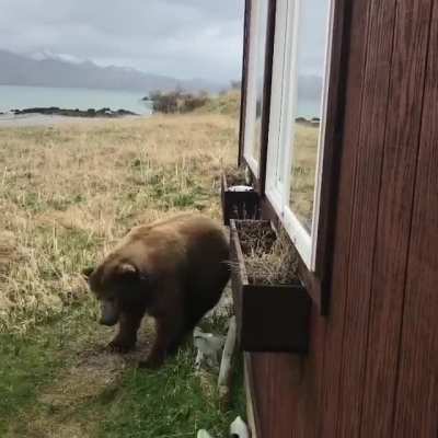 A bear using a house a scratching post