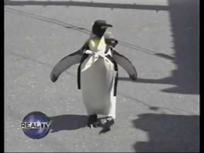 Pet penguin in Japan.