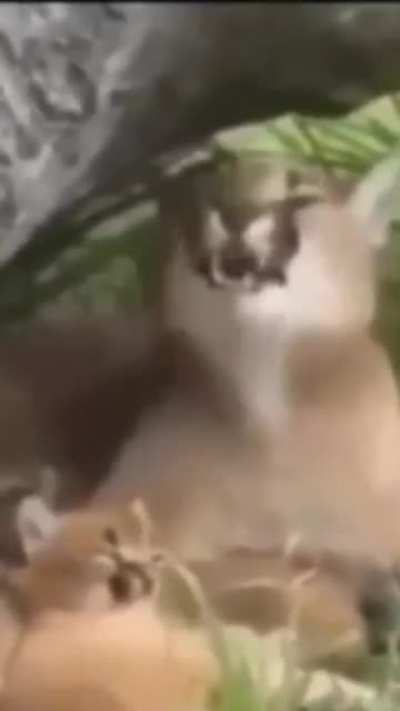 xd
