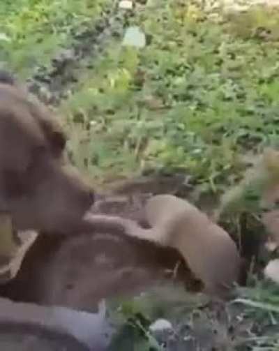 el perro solo quería jugar 😭