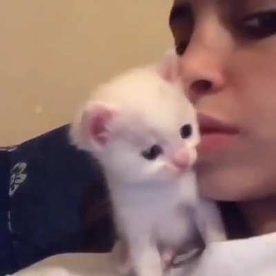 smol cat