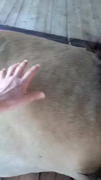 Nom nom