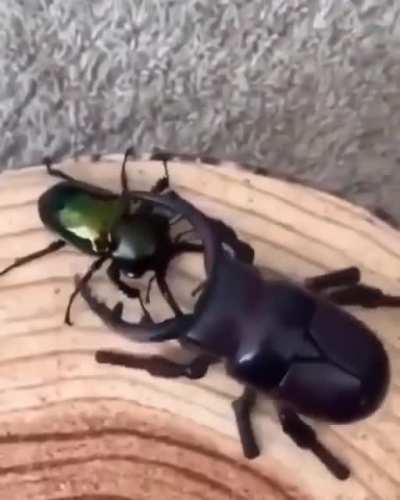 Hollow Knight ?
