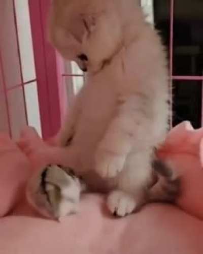 Cat.