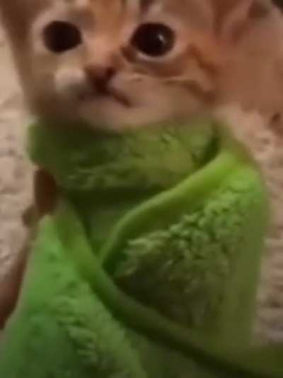meow…… MEEOO—