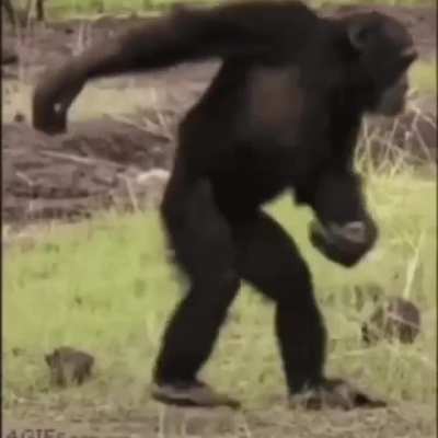Monke dance