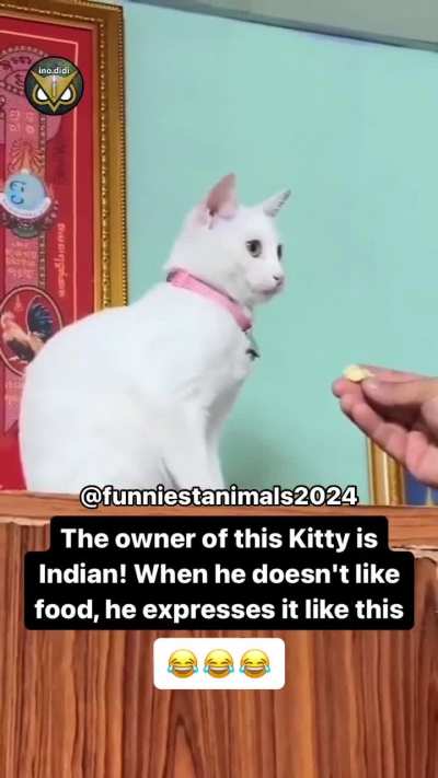 Cat speaks Hindi