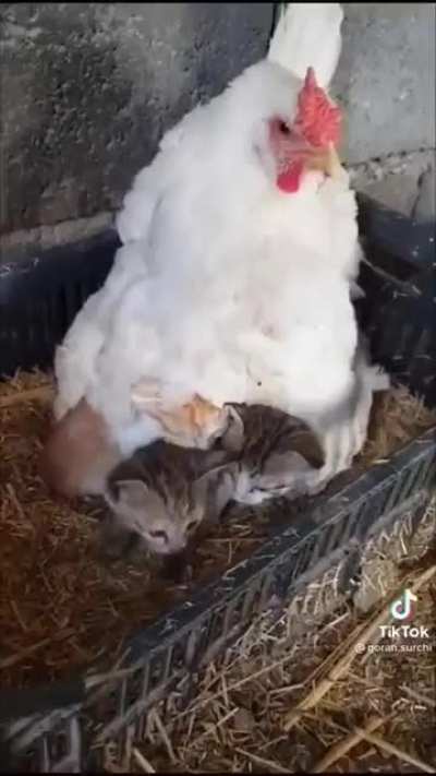 Incubated Kittens