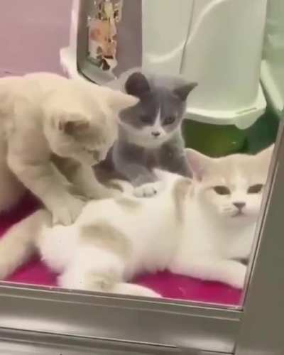 Cat massage