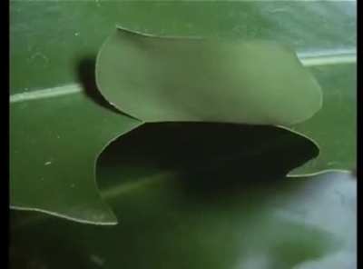 Caterpillar creates place to hide so predators can't kill while it eats
