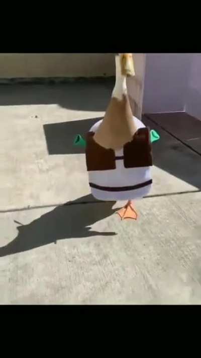 pato sherek