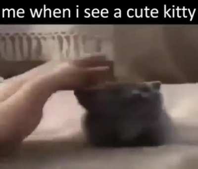 Caturday posting week 6