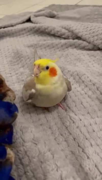 he deserves some scritches....