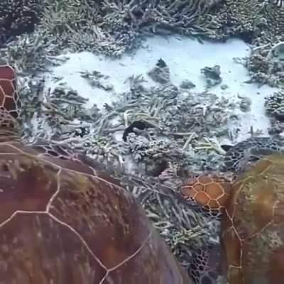 🔥 Sea Turtle bites another ones flipper, gets a slap on the head.