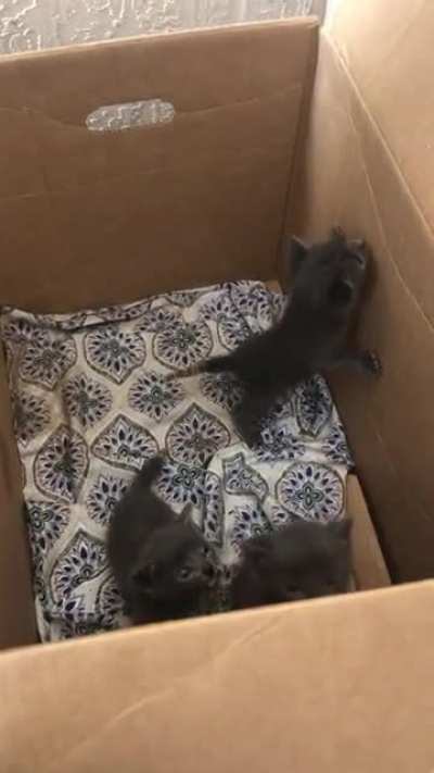 Loud Box Babies