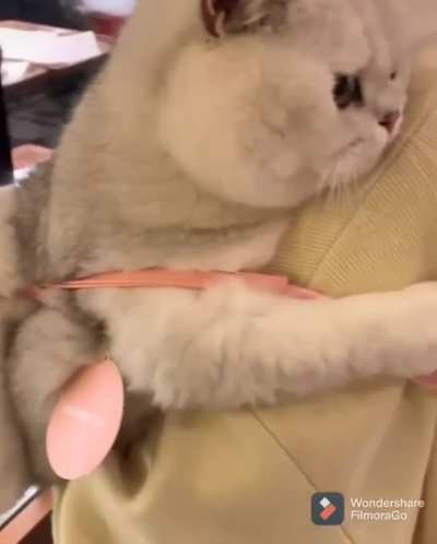 Dis is my hooman, got it?