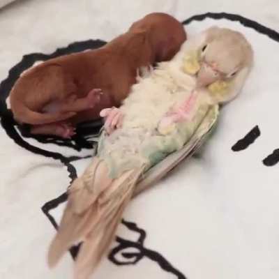 Feather pillow
