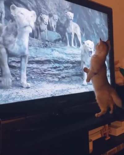 cat.exe has crashed