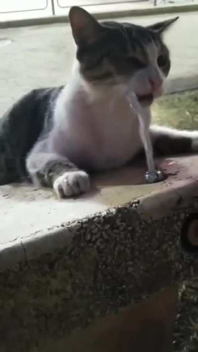Helping out the little kitten to drink water