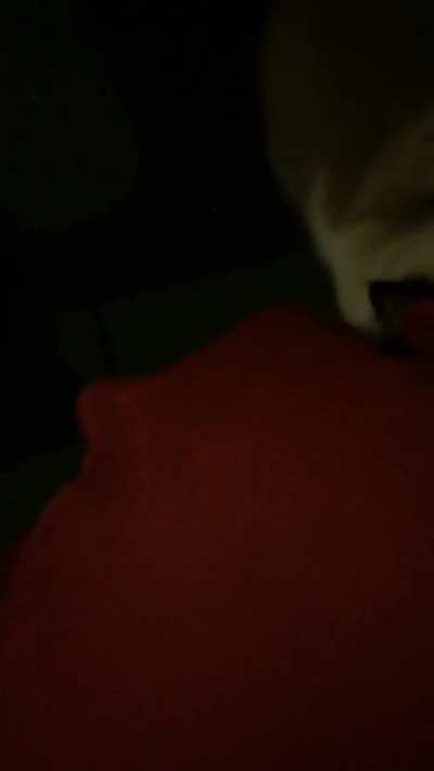 attack of the cat