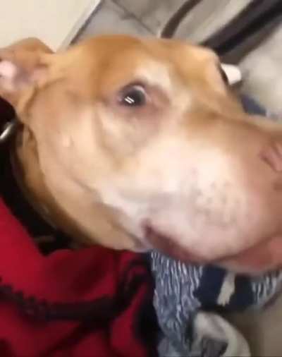 Wunks on anesthesia (tripping balls wunkus)