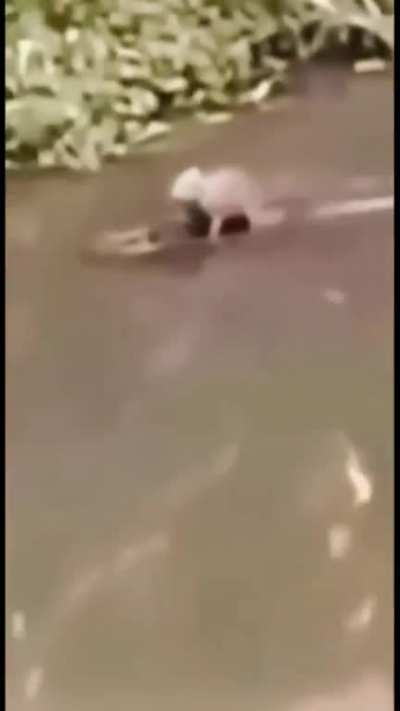 when you have alligator friend