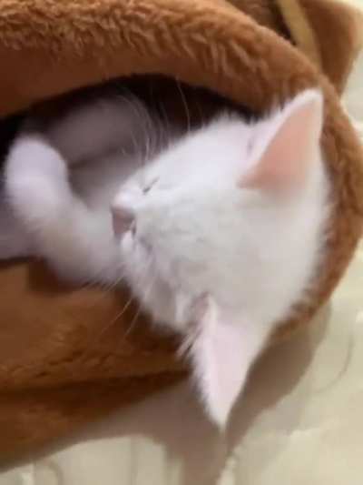 I don't know how she was able to get there and SLEEP But she looks adorable
