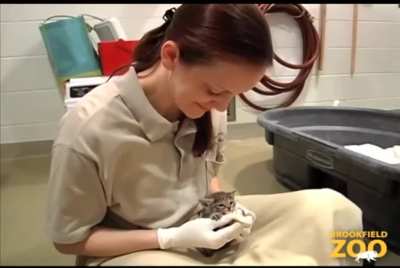 Feeding time for Black Footed Kitten. The Black Footed Cat, is the smallest of the African felines.