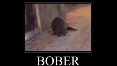 Bober