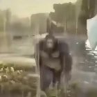 monkey