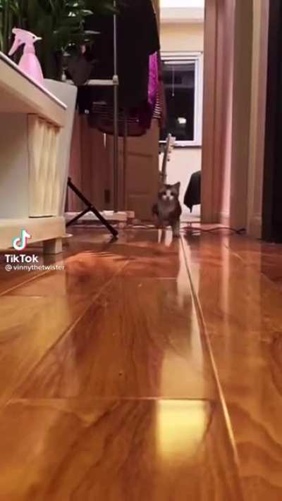 Gato rebaixado