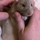 Cat the Rat doesn't think I'm washing my hands enough so he's helping to 