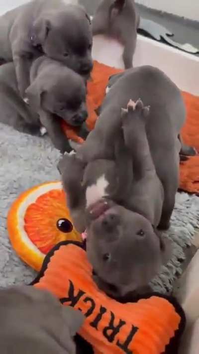 Itty bitty pitty committee