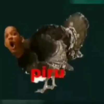 Bib