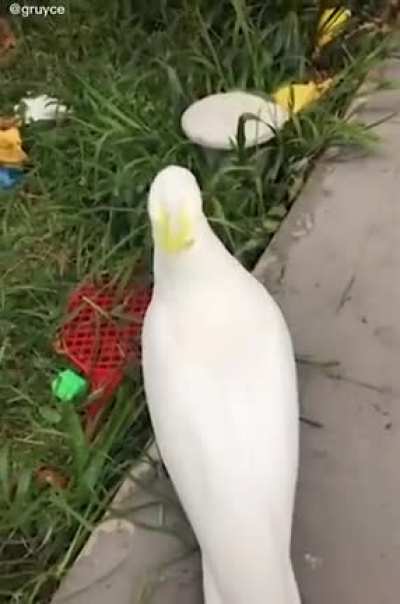 F for birb