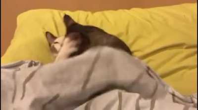wife and husband, cats role playing