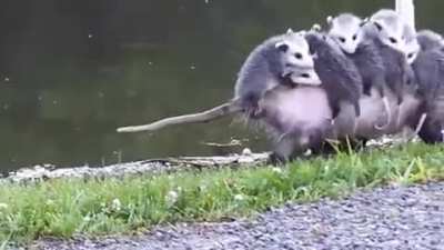 🔥 Possum mom carrying her babies