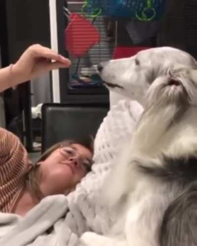 Dog figures out he's being bamboozled